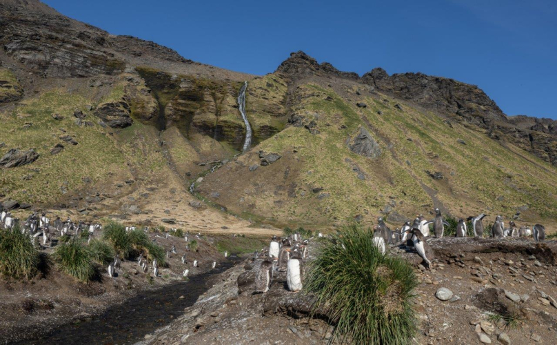 Royal Bay Moltke harbour South Georgia Jordi Plana Morales Bark EUROPA