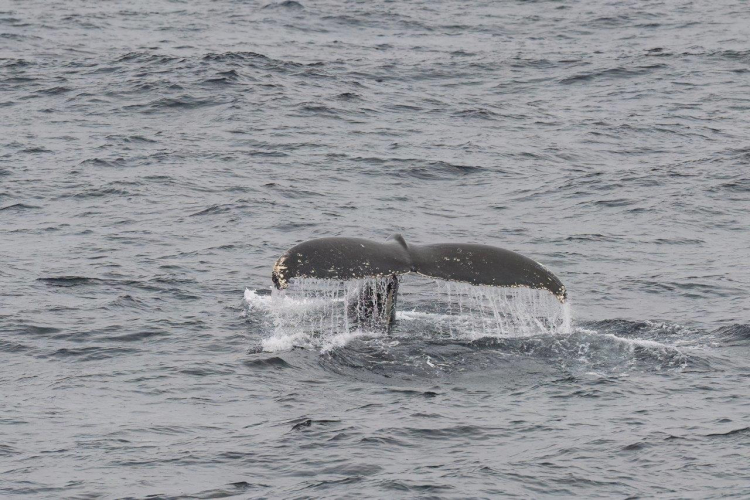 On our way towards Tristan da Cunha Jordi Plana Morales