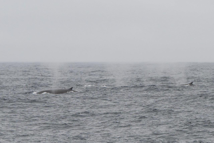 On our way towards Tristan da Cunha Jordi Plana Morales