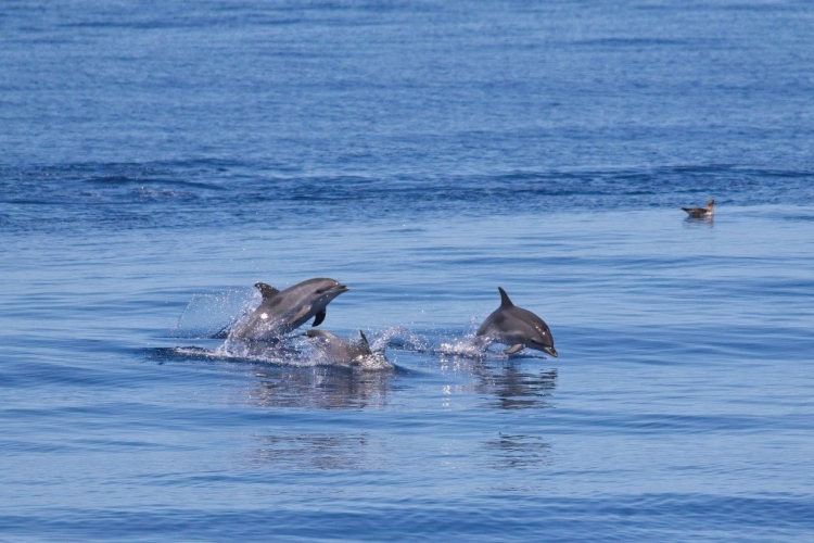 Dan Dolphins Azores abigail smyth