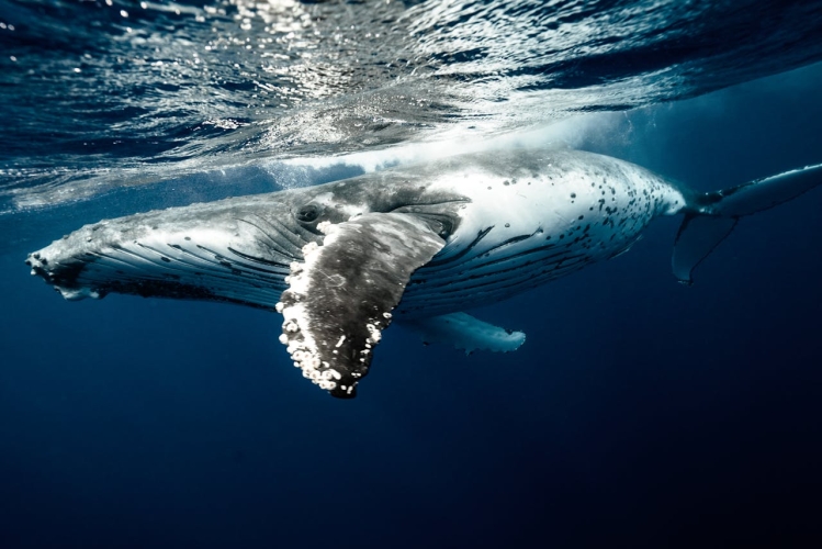 Humpback whales in Tonga