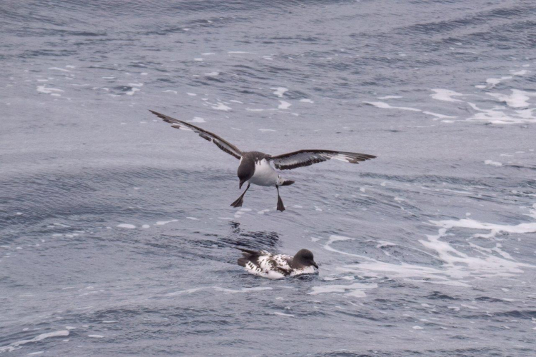 Last day at the Drake Passage. Strong winds and growing seas all the way until arrival to the South Shetland Islands. Jordi Morales