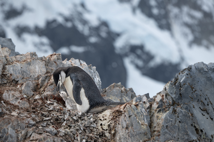 the western shores of the Antarctic Peninsula