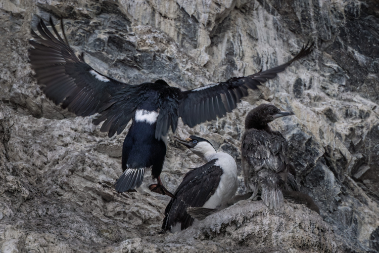 aradise Harbour zodiac cruise and landing at Neko harbour. Whalewatching at Andvord Bay  by Jordi Plana Morales