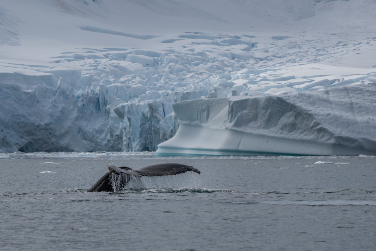aradise Harbour zodiac cruise and landing at Neko harbour. Whalewatching at Andvord Bay  by Jordi Plana Morales