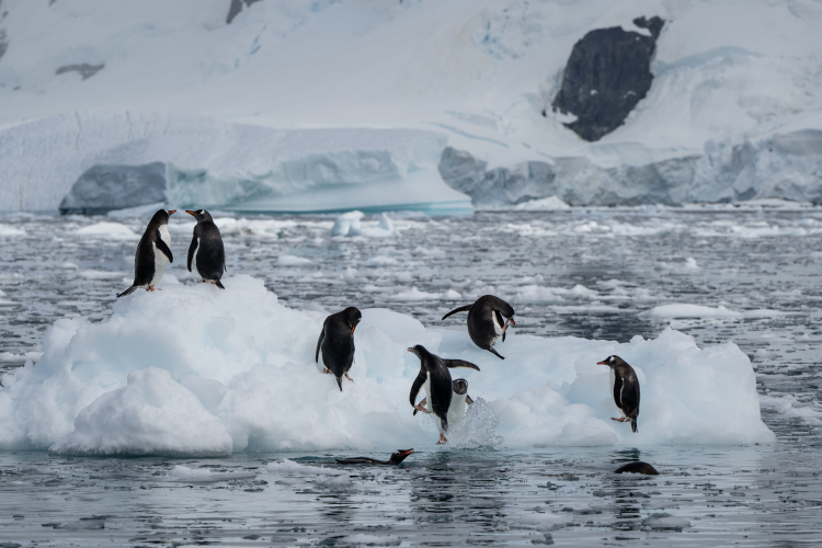 Gerlache strait Jordi Plana Morales