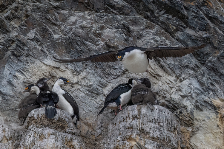 Gerlache strait Jordi Plana Morales