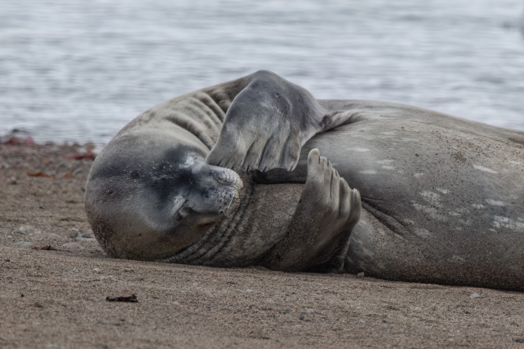 Gerlache strait Jordi Plana Morales
