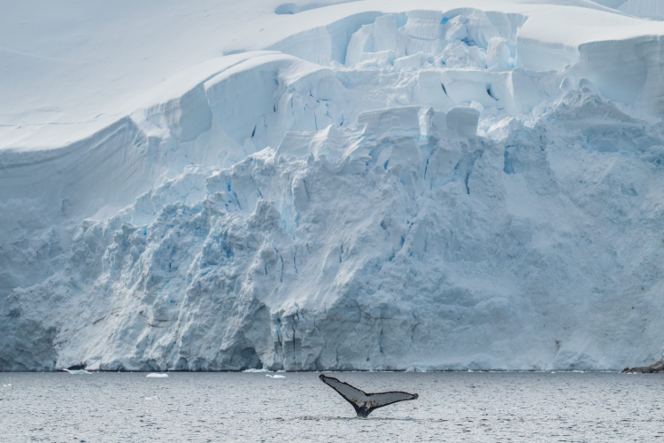 Antarctica. Gerlache Strait.  Graham Passage. Wilhelmina Bay. One Harbour. Errera Channel. Jordi Plana Morales