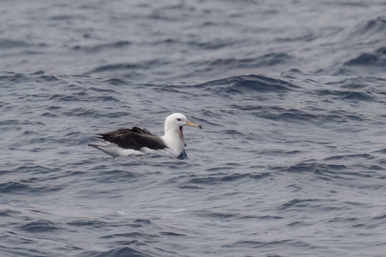 Drake passage birds