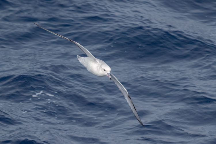 Drake passage birds