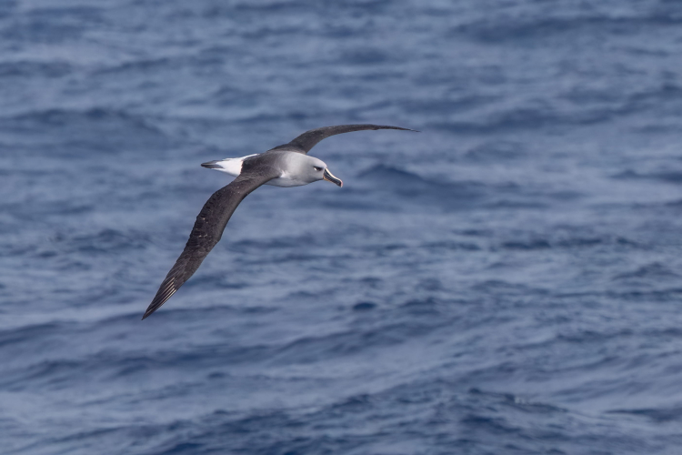 Drake passage birds