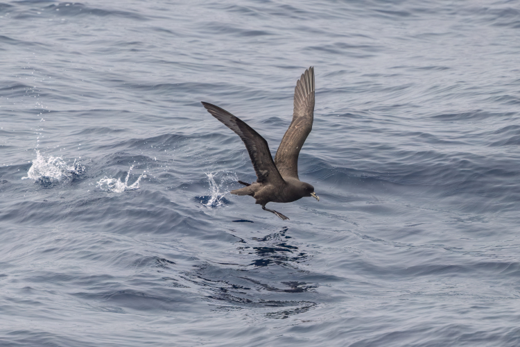 Drake passage birds