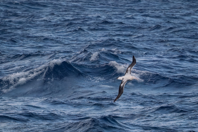 A temperamental Drake Passage Bark EUROPA Jordi Plana Morales