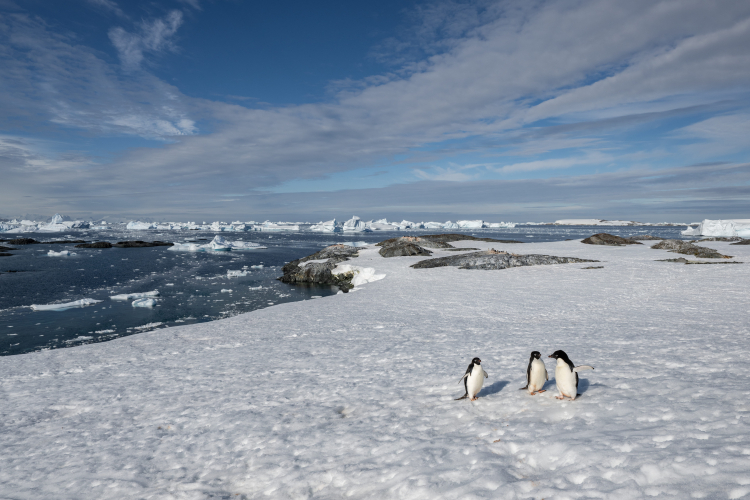 Landing at Yalour Island and Zodiac cruising Berthelot Islands in Collins Bay by Jordi Plana Morales
