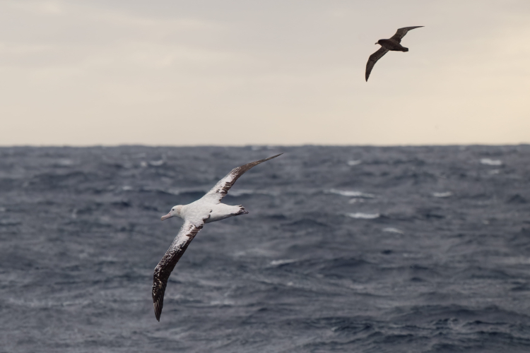 A temperamental Drake Passage Bark EUROPA Jordi Plana Morales