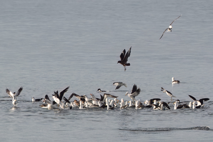 Beagle Channel - Bark EUROPA Jordi Plana Morales