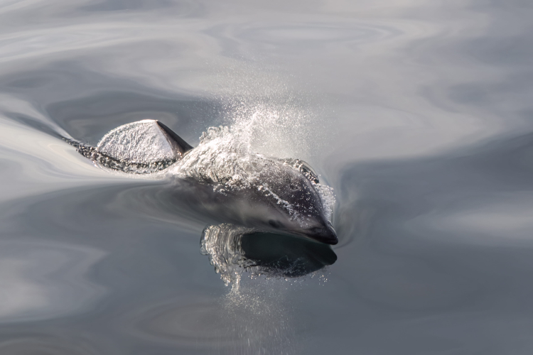 Sei Whale Beagle Channel - Bark EUROPA Jordi Plana Morales