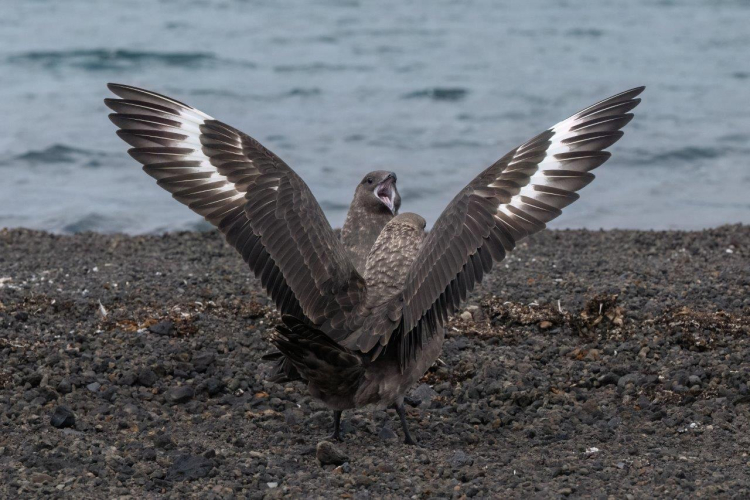 South Shetland Islands,  Deception Island (Telefon Bay and Whalers Bay)