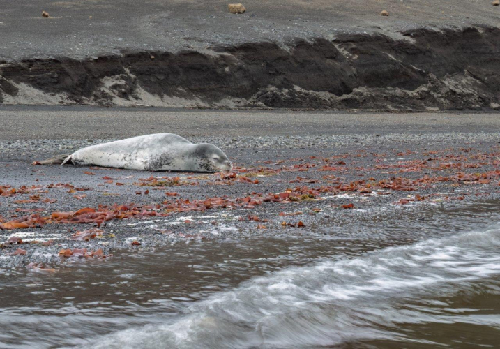 South Shetland Islands,  Deception Island (Telefon Bay and Whalers Bay)