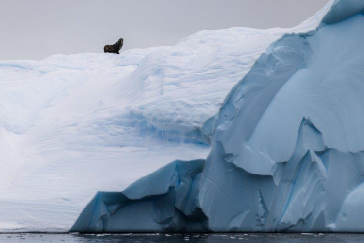 Wilhemina Bay, Orne Harbour and Orne Islands