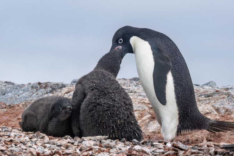 Penguin feeding chick