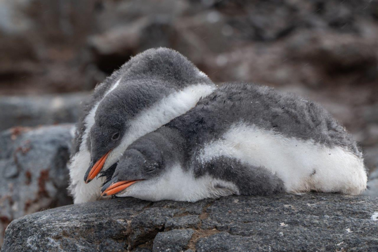 A rainy day in Antarctica