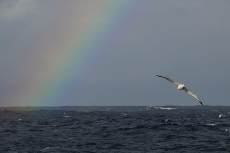Drake Passage Bark EUROPA