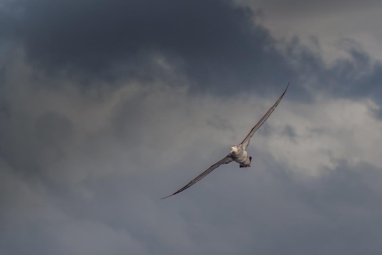 Drake Passage Bark EUROPA