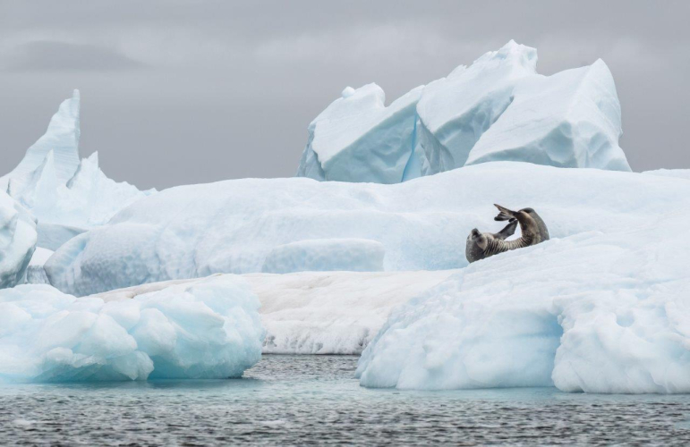 Zodiac cruise at Spert/Trinity Islands channels and icebergs by Jordi Plana Morales Bark EUROPA
