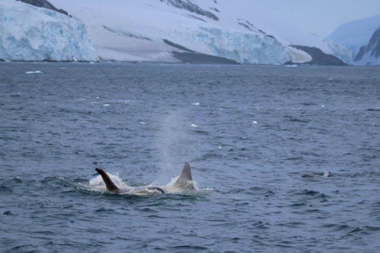 Orcas bark EUROPA