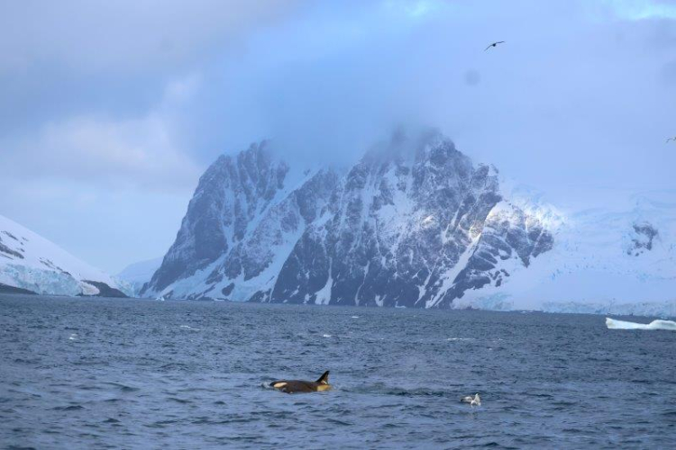 Orcas bark EUROPA