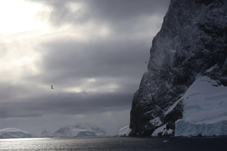 Antarctica Bark EUROPA