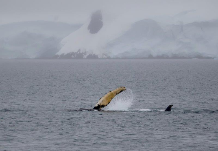 Wilhemina Bay, Orne Harbour and Orne Islands