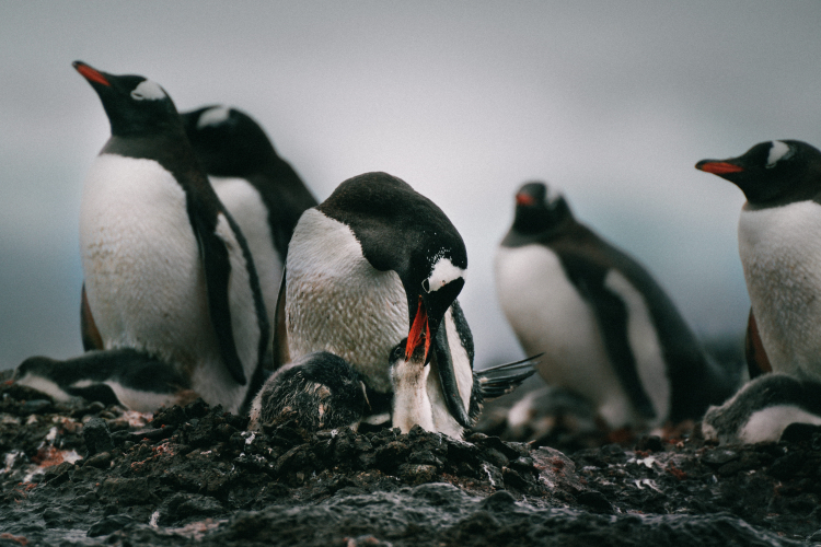 Tom Banks Antarctica