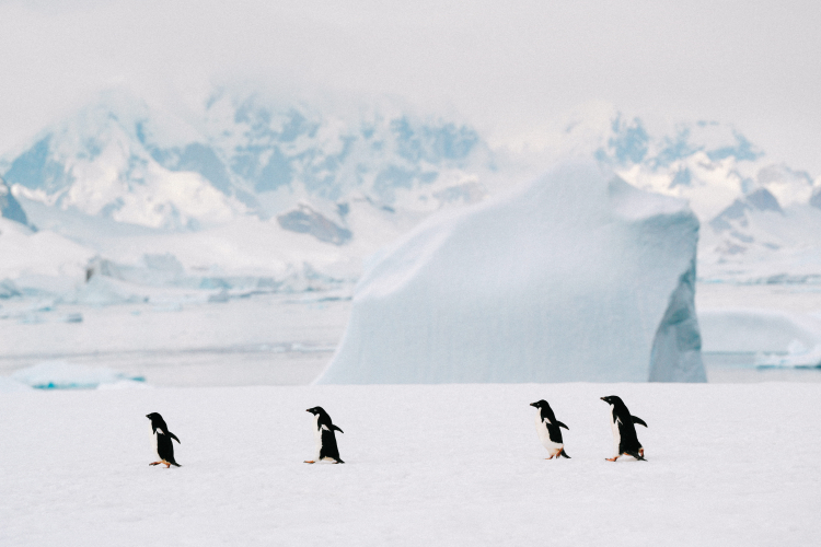 Tom Banks Antarctica