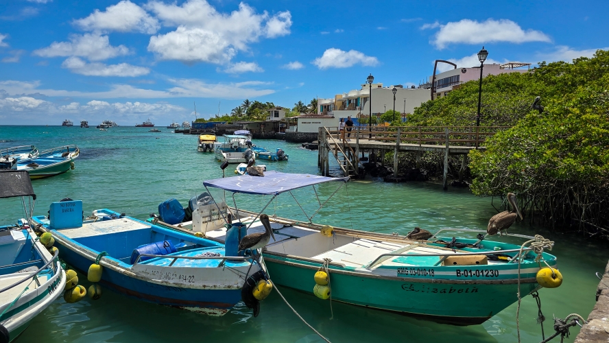 Galapagos Bark EUROPA by Zet Freiburghaus
