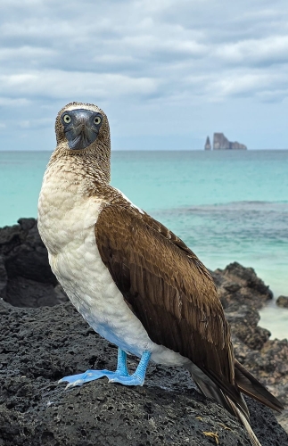 Galapagos Bark EUROPA by Zet Freiburghaus