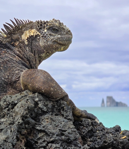 Galapagos Bark EUROPA by Zet Freiburghaus