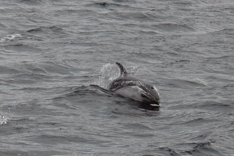 Magellan Straits Canal Gabriel and Seno Almirantazgo Chilean Channels Jordi Morales Bark EUROPA