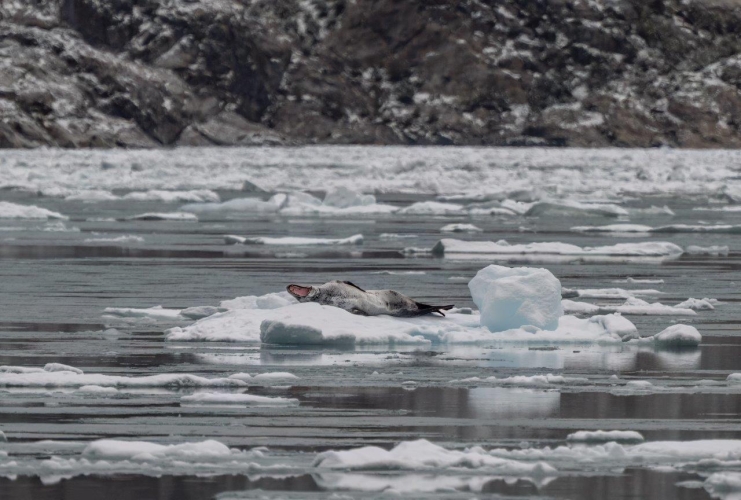 Magellan Straits Seno Almirantazgo and its inner fjords Bark Europa Chilean Channels Jordi Plana Morales