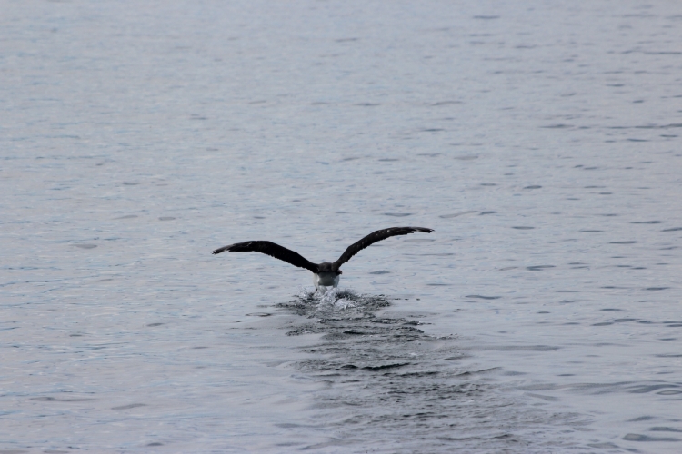 Matt Buchman Antarctica Bark EUROPA