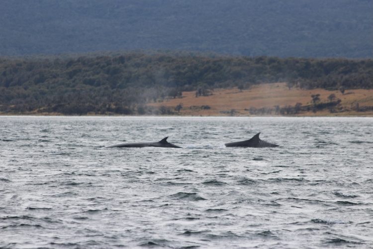 Matt Buchman Antarctica Bark EUROPA