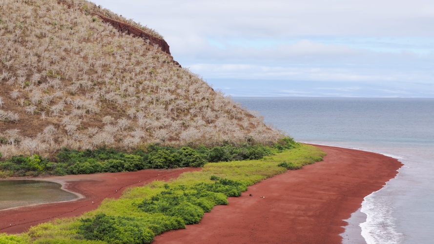 Galapagos Bark EUROPA by Zet Freiburghaus