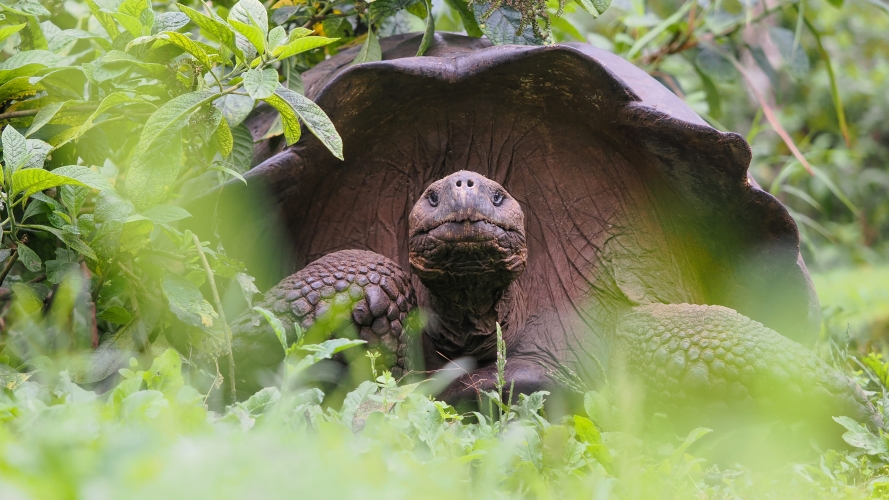 Galapagos Bark EUROPA by Zet Freiburghaus