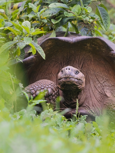 Galapagos Bark EUROPA by Zet Freiburghaus