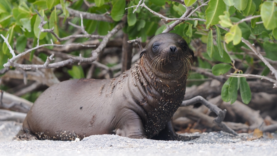 Galapagos Bark EUROPA by Zet Freiburghaus