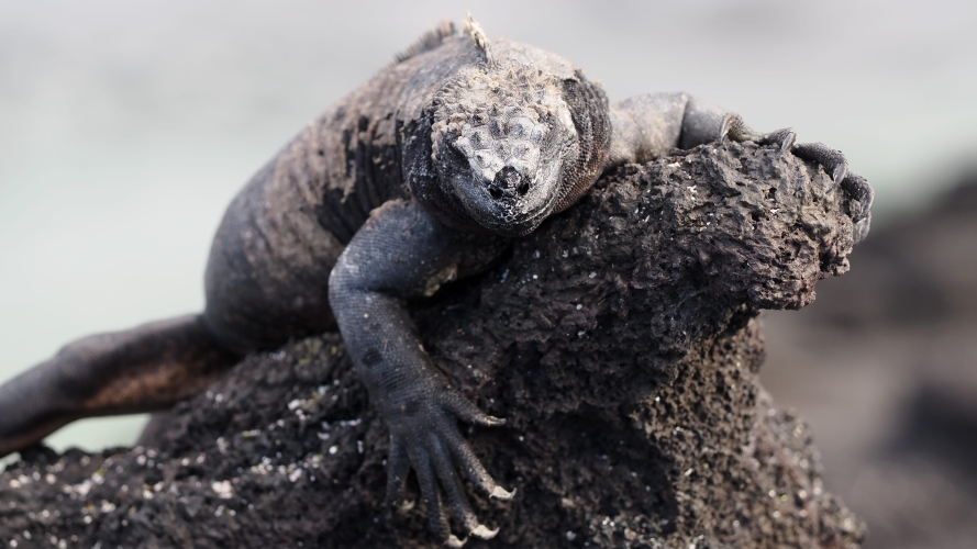 Galapagos Bark EUROPA by Zet Freiburghaus