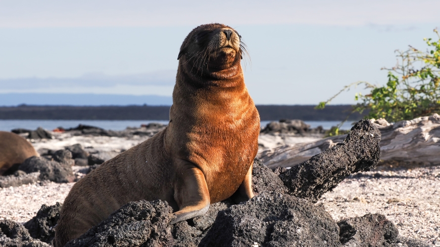 Galapagos Bark EUROPA by Zet Freiburghaus