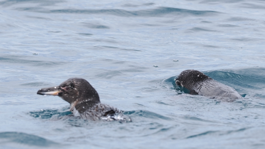 Galapagos Bark EUROPA by Zet Freiburghaus